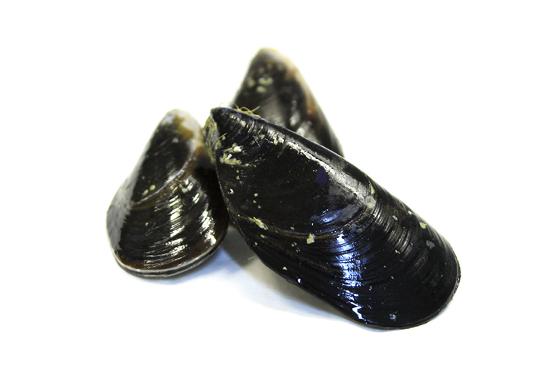 Pescheria Cernaia I Nostri Pesci Pescheria Cernaia I Nostri Pesci